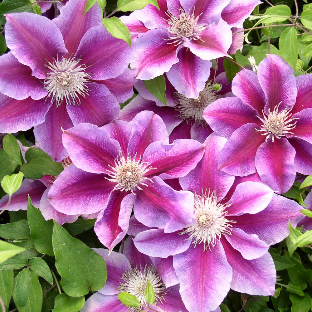 Spring Hill Nurseries Killian Donahue Clematis Live Bareroot Plant Killian Donahue Clematis Live Bareroot Plant Pink Purple And White Flowering Vine 1 Pack