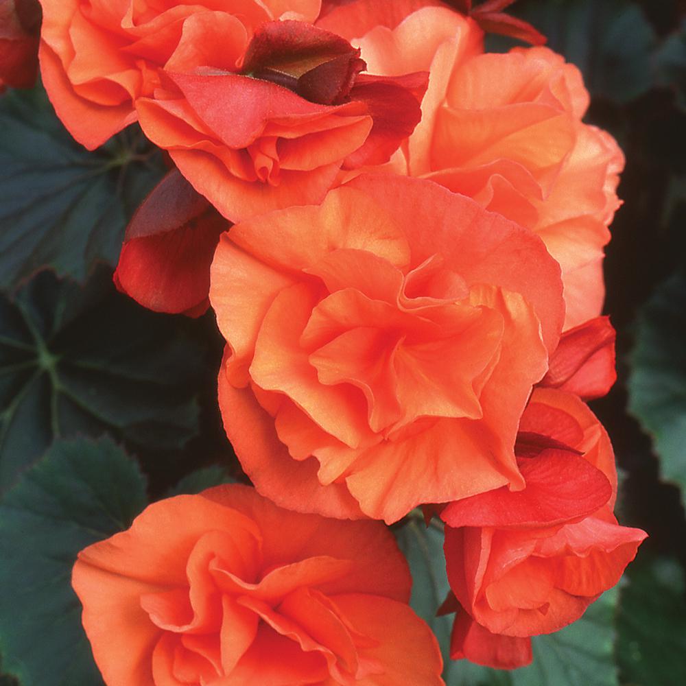 # 4 1 Qt. Orange Begonia Annual Plant-81702 - The Home Depot