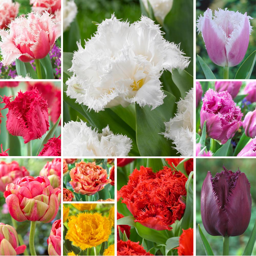 Bloomsz Tulip White Emperor Flower Bulb (10Pack)07664 The Home Depot