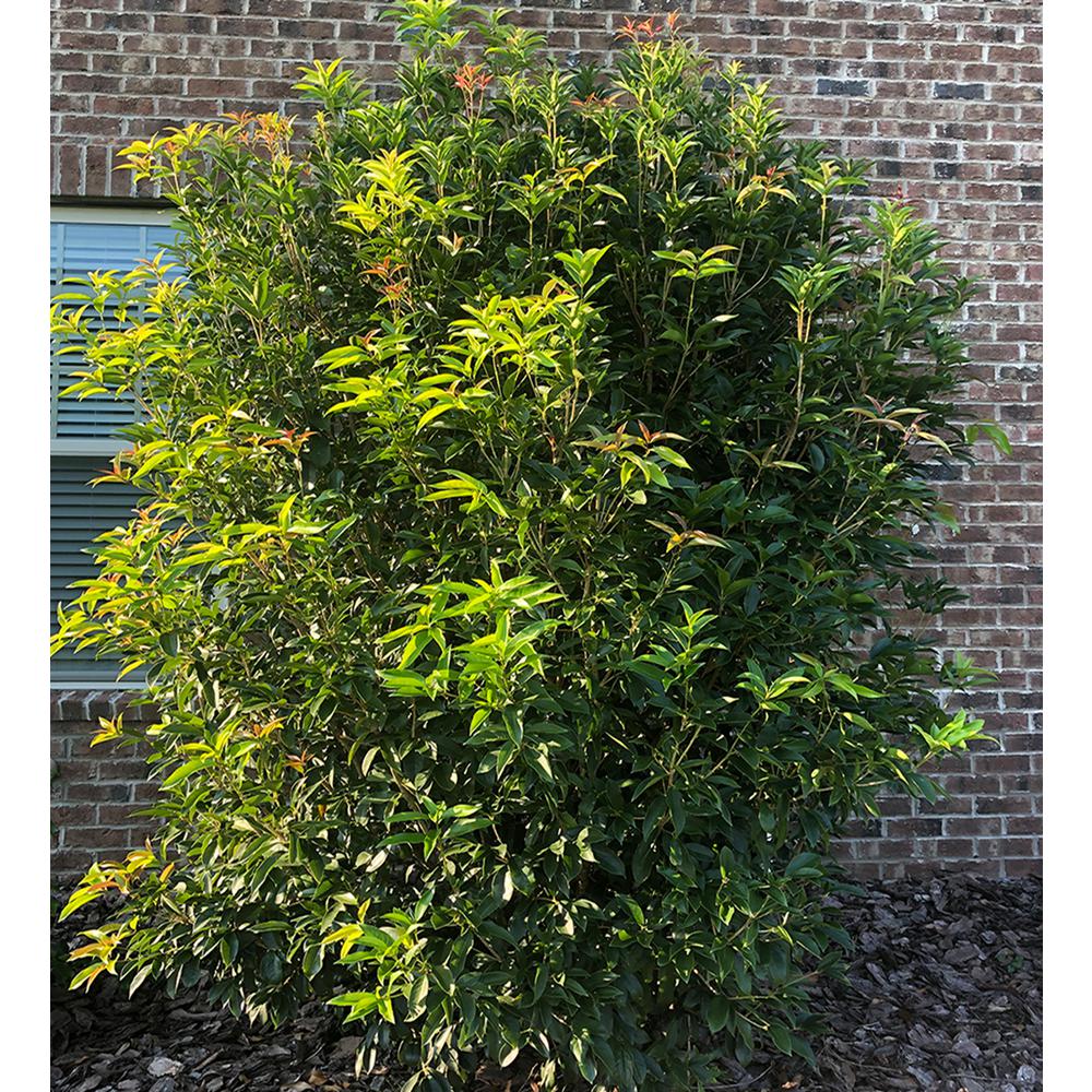 are tea olive trees poisonous to dogs