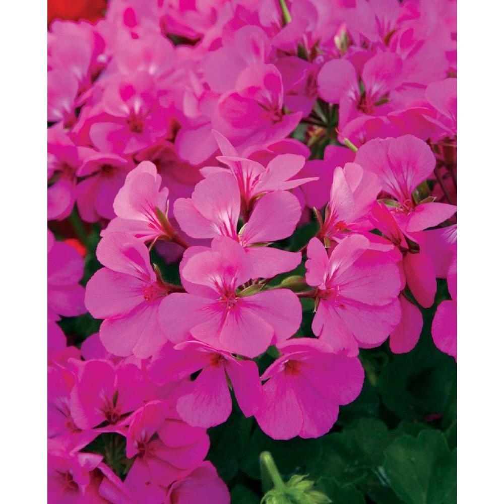 Proven Winners Timeless Lavender Geranium (Pelargonium) Live Plant