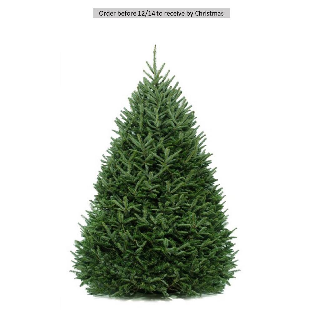 Real Christmas Trees The Home Depot 6 Ft To 5 Freshly Cut Fraser Fir Real Christmas Tree Live