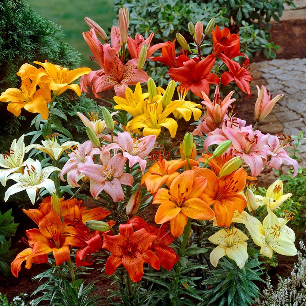Lily Flower Bulbs Garden Plants Flowers The Home Depot Asiatic Lily Bulbs Mixture 6 Pack