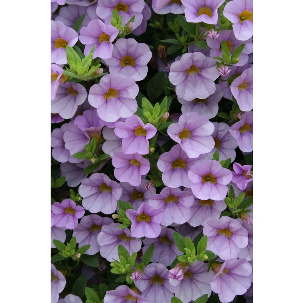 Proven Winners Super bells Miss Lilac Calibrachoa 4.25 in. Grande