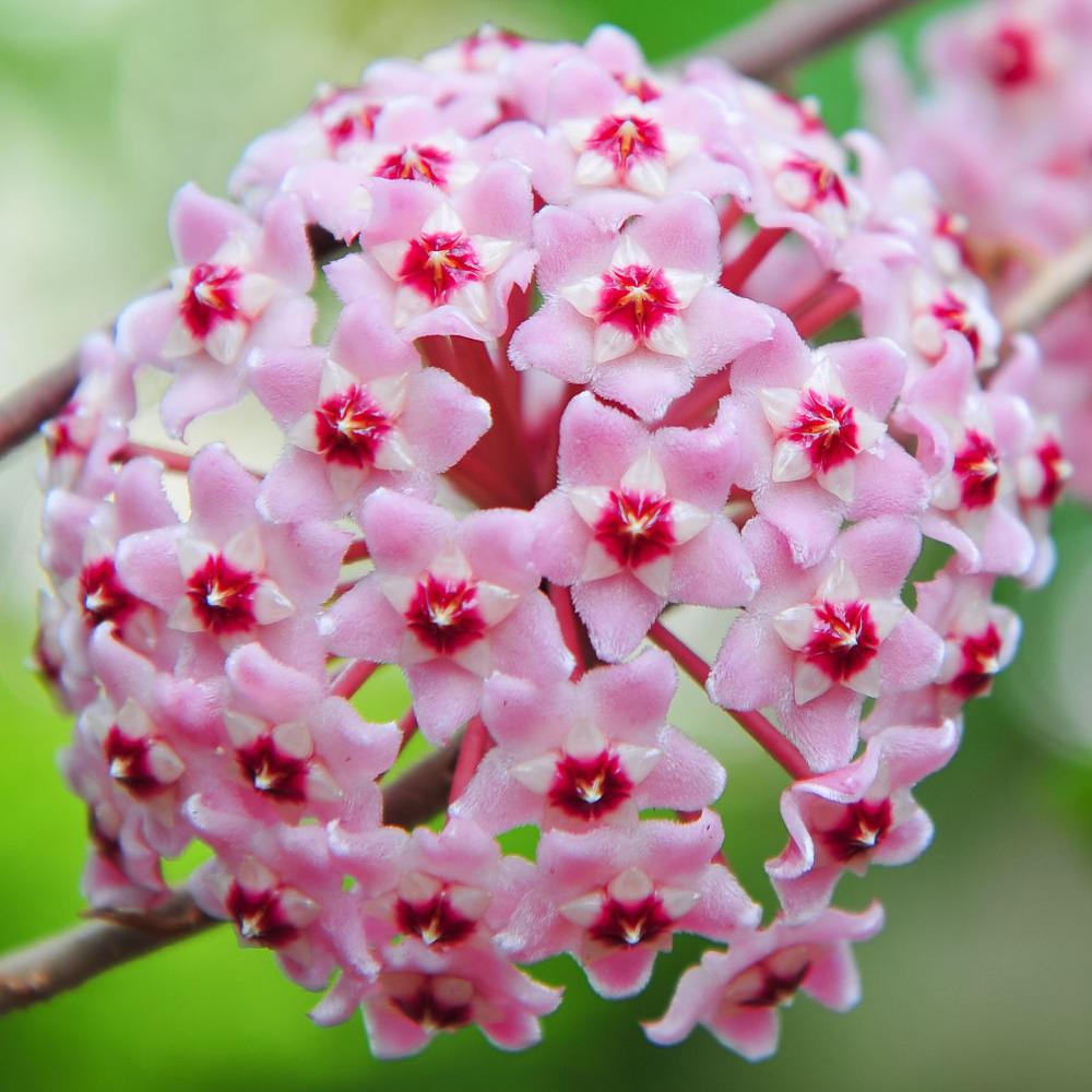 National Plant Network 4 in. Exotic TriColor Hoya Plant