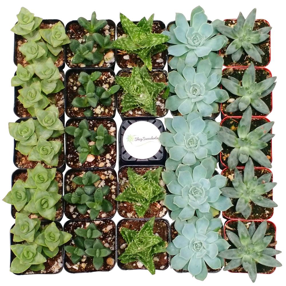 2 in. Blue/Green Collection Succulent (Collection of 128)BG128 The