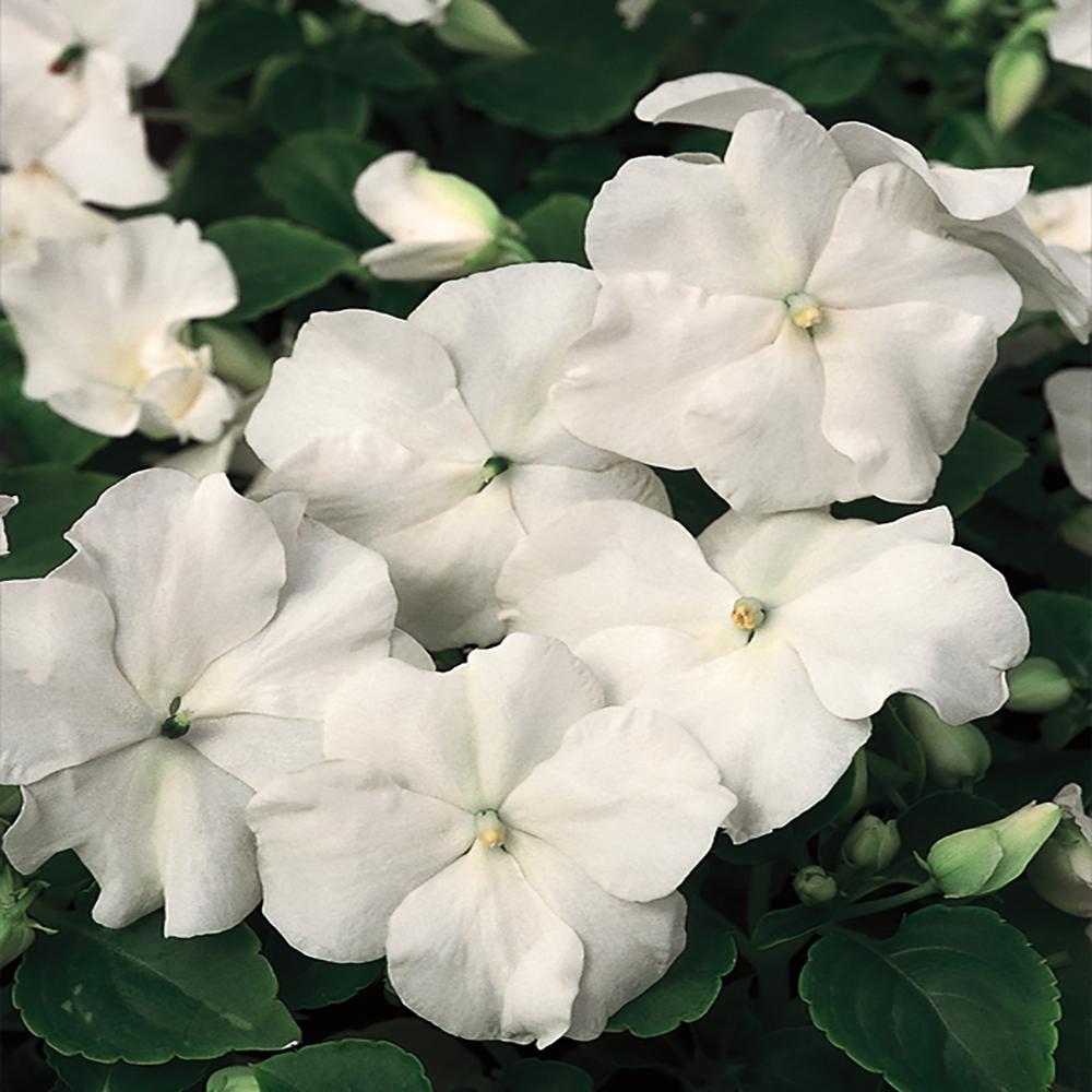 10 in. White Impatiens Hanging Basket Plant606565 The Home Depot
