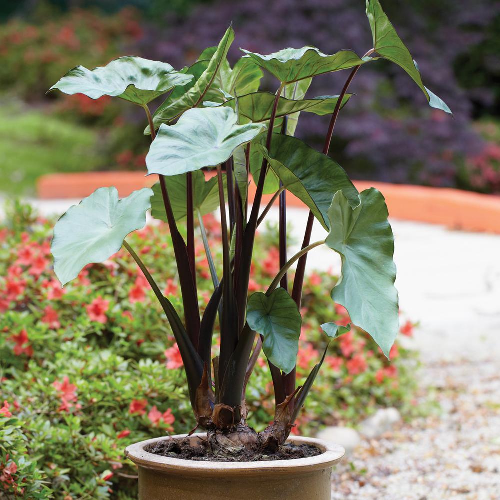 Van Zyverden Elephant Ears Black Stem Bulb 1 Set 83461 The Home Van Zyverden Elephant Ears Black Stem Bulb 1 Set