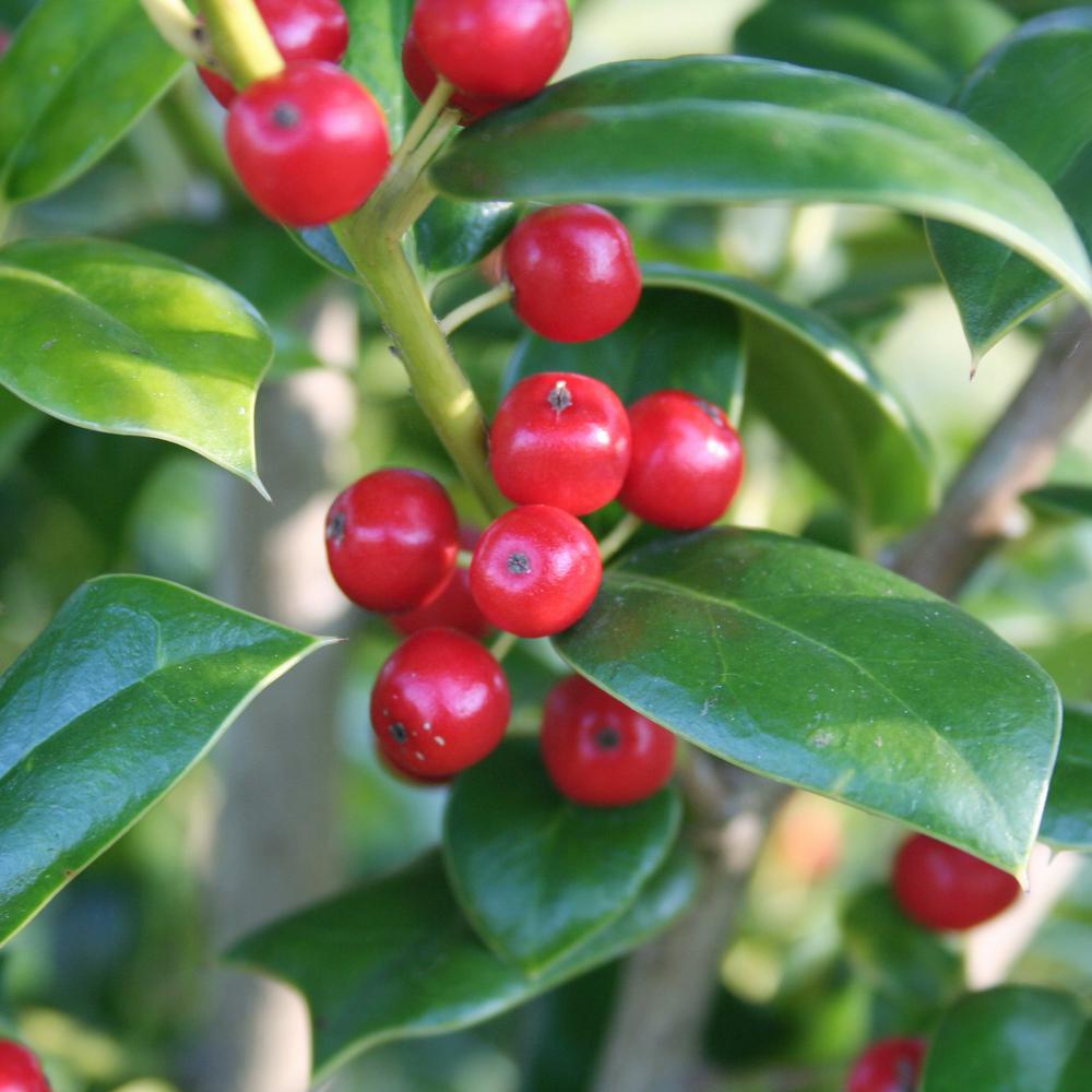 When to plant holly bushes information