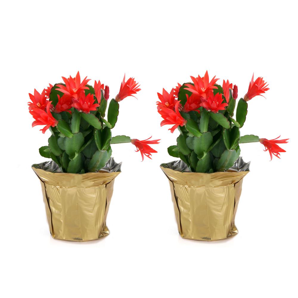 Costa Farms 4 In Fresh Christmas Cactus Grower S Choice Pink Red Or White Live 2 Pack Co 4zygo 3 Gold The Home Depot
