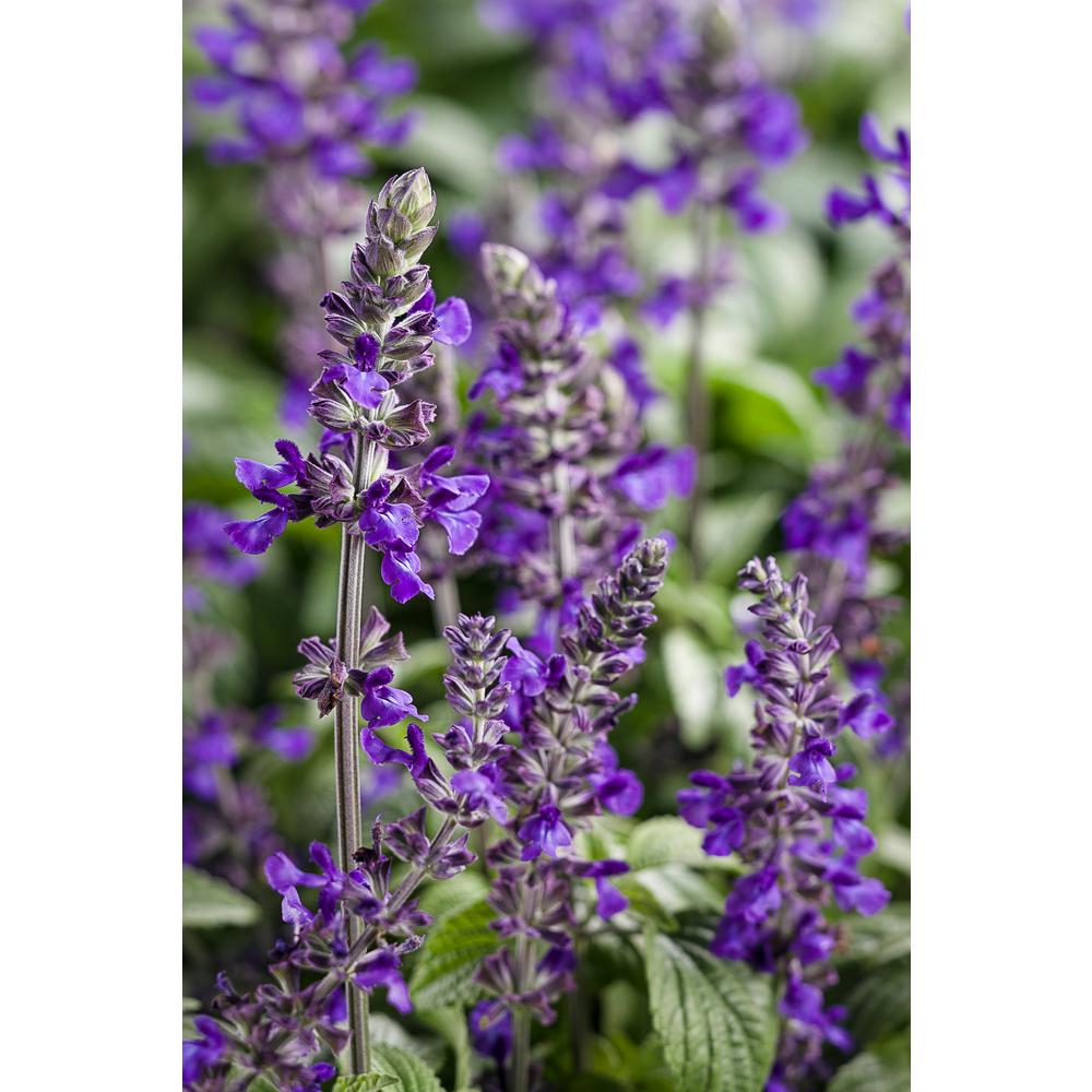 Blue Annuals Garden Plants & Flowers The Home Depot