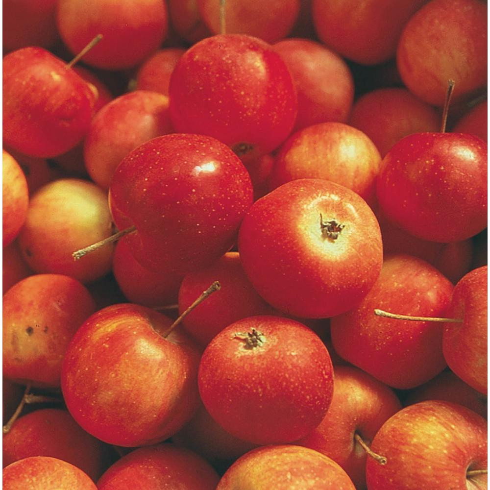 Gurney's Whitney Crabapple (Malus) Live Bareroot Standard Fruiting Tree (1Pack)10487 The