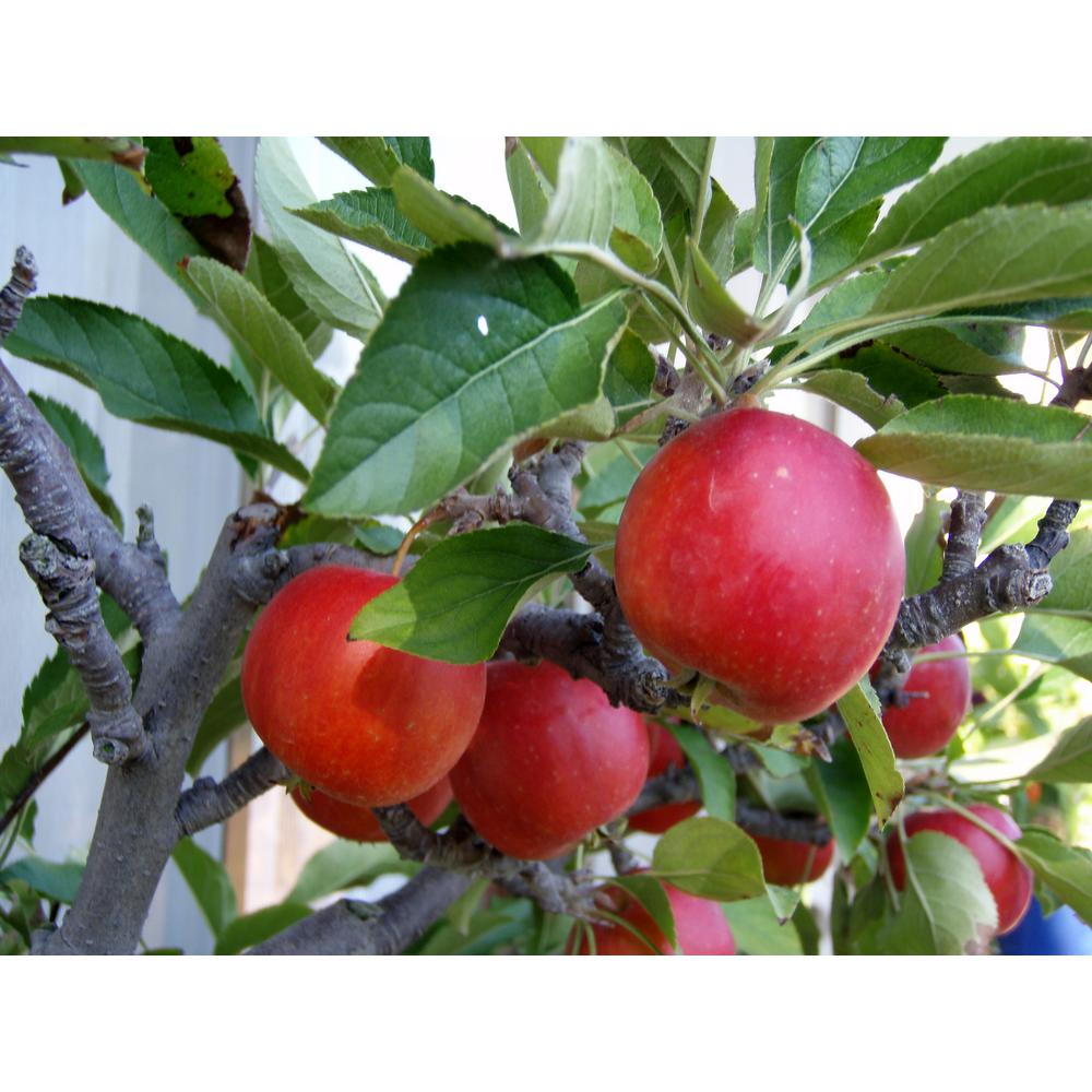 Online Orchards Dwarf Braeburn Apple Tree Bare RootFTAP006 The Home