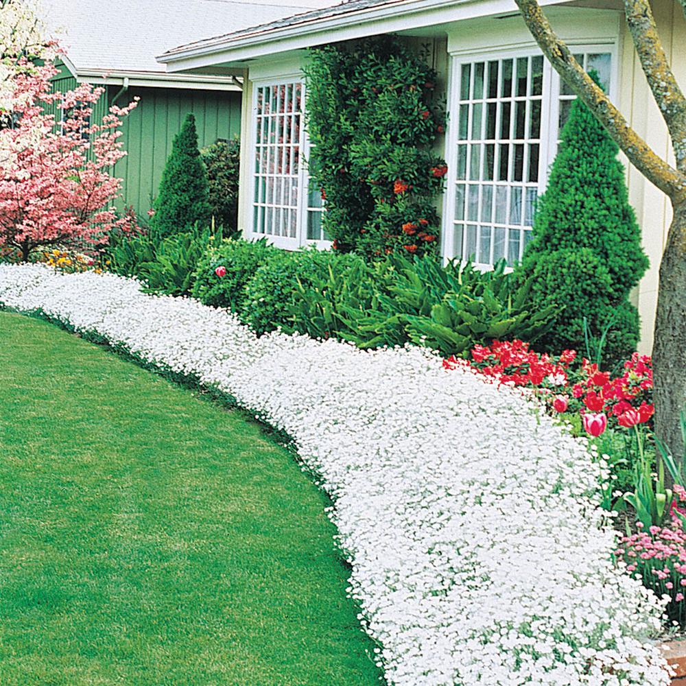 Spring Hill Nurseries 2 In Pot Snow Summer Cerastum Live Potted Pot Snow In Summer Cerastum Live Potted Plant White Flowering Groundcover Perennial 1 Pack