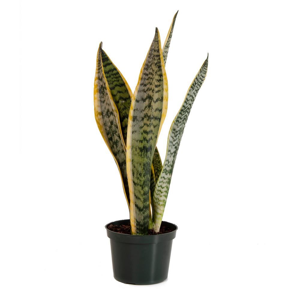 Sansevieria Laurentii in 6 in. Grower Pot-22440 - The Home Depot