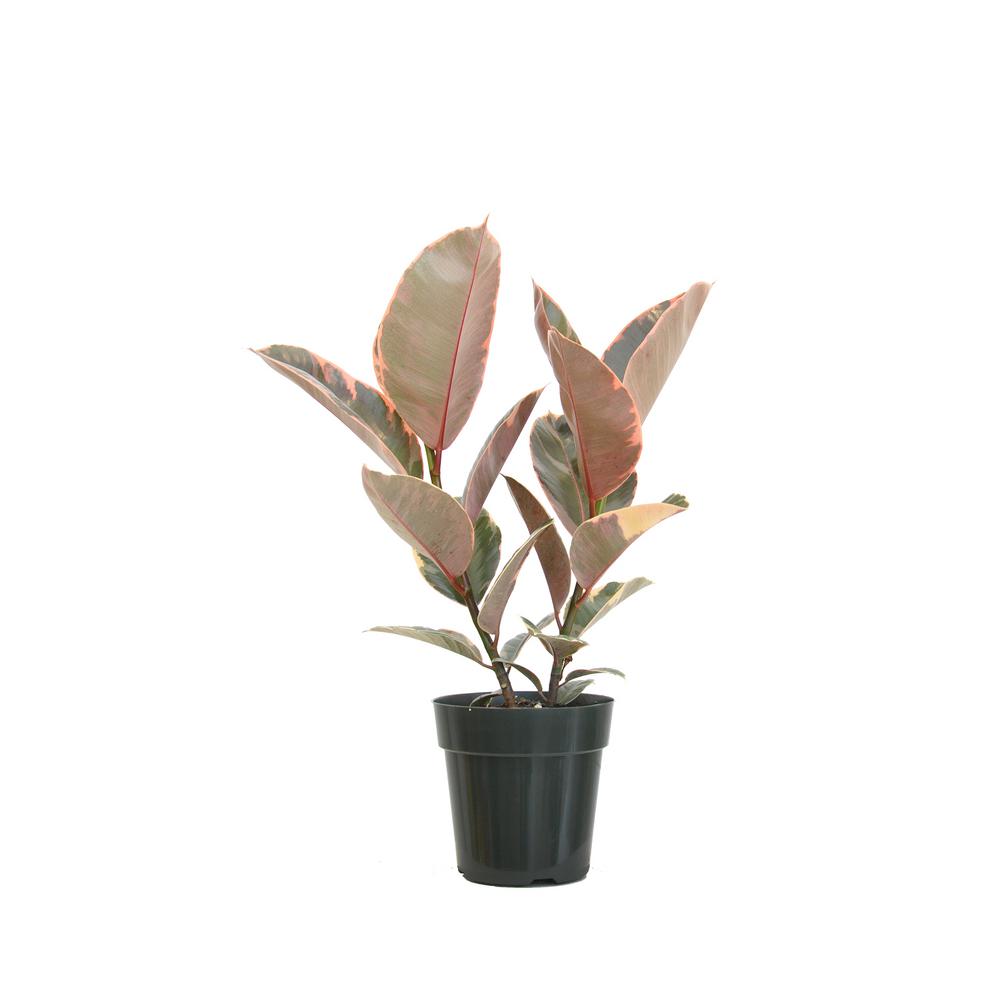 14 in. Tall to 21 in. Tall Ficus Elastica Ruby Live Rubber Plant Indoor ...