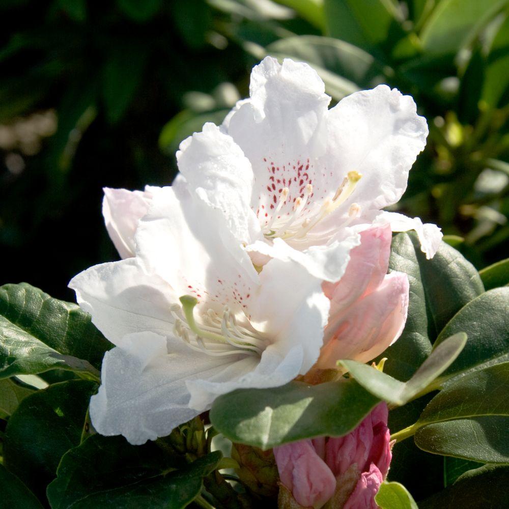 Encore Azalea 3 Gal. Autumn Chiffon - Dwarf Evergreen Re-Blooming Shrub ...