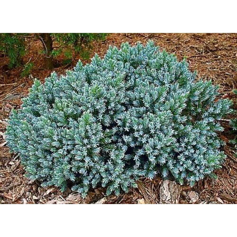 Online Orchards 1 Gal Blue Star Juniper Shrub Turquoise And Silver Low Maintenance Dwarf 9155