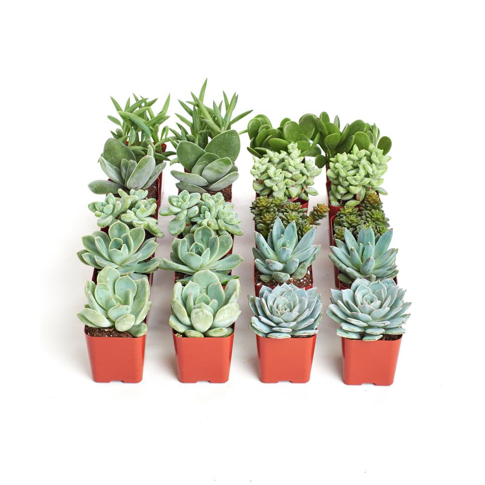 Shop Succulents 2 in. Blue/Green Collection Succulent (Collection of 20 ...