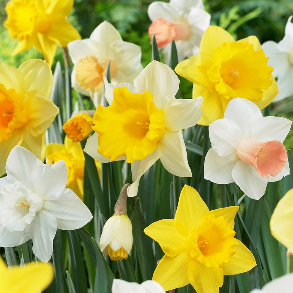 Van Zyverden Daffodils Bulbs Naturalizing Dream Mixture Set Of 25 Daffodils Bulbs Naturalizing Dream Mixture Set Of 25