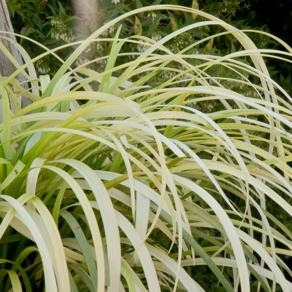 Ornamental Grasses Garden Plants & Flowers The Home Depot