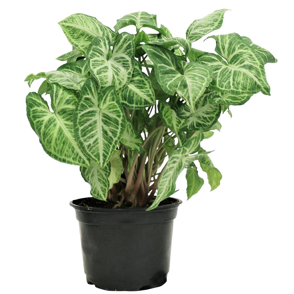 Arrowhead Plant House Plants Indoor The Home Depot Nepthytis In 6 Grower Pot