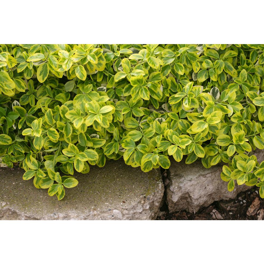 Euonymus Bushes Plants Garden Flowers The Home Depot