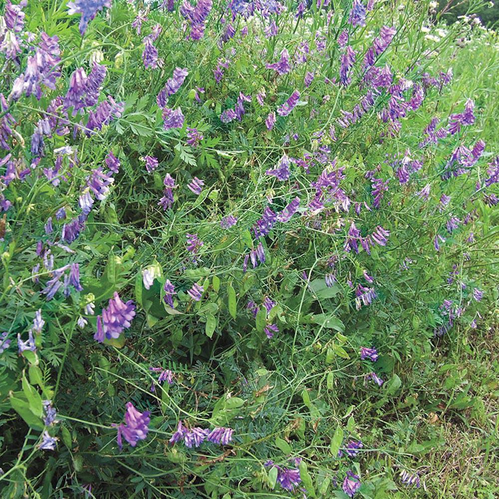 Gardens Alive 0 5 Lb Vetch Cover Crop 1009 The Home Depot Vetch Cover Crop