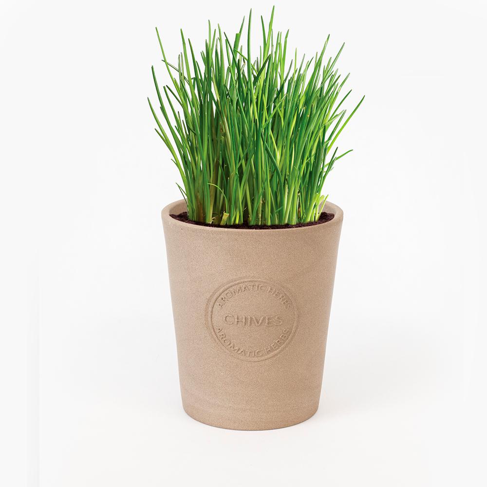 Organic Chives Seeds in Natural Clay Planter