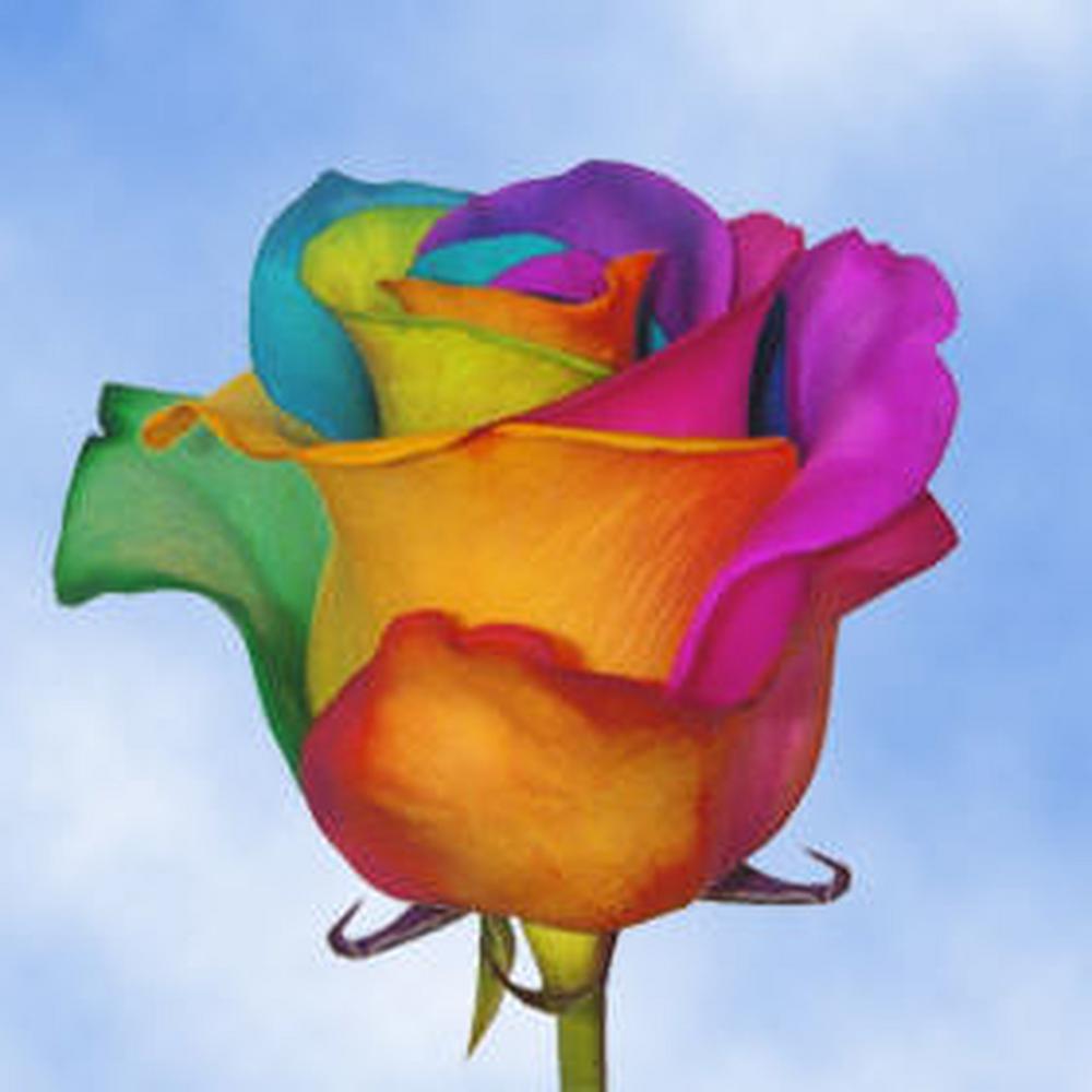 Globalrose Flower Bouquets Your Choice Rainbow Roses 50 64 1000 