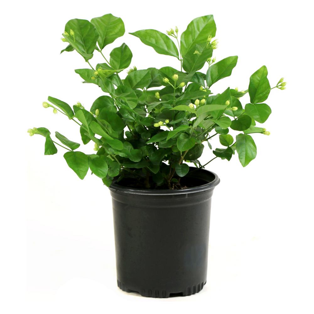 Cottage Farms Direct 2 5 Qt Sambac White Jasmine Arabian Plant In Pot Hd1003 The Home Depot