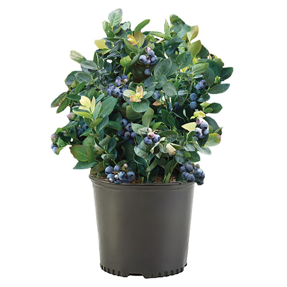 Unbranded 2.5 Qt. O'Neal Blueberry Plant with White Flowers and Green Foliage19585 The Home Depot