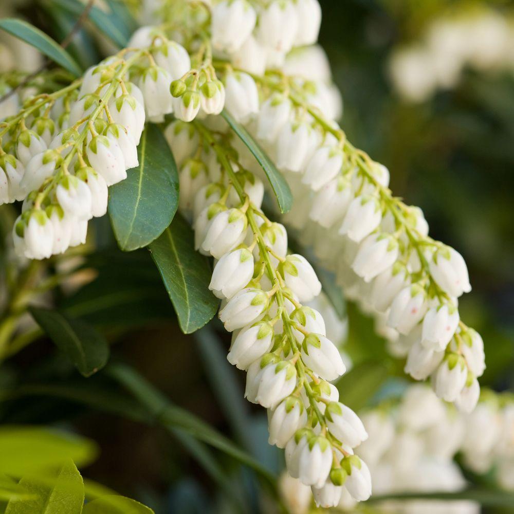 southern living plant collection 2 gal mountain snow pieris evergreen shrub clusters of small bell shaped white blooms 46962 the home depot southern living plant collection 2 gal mountain snow pieris evergreen shrub clusters of small bell shaped white blooms 46962 the home depot