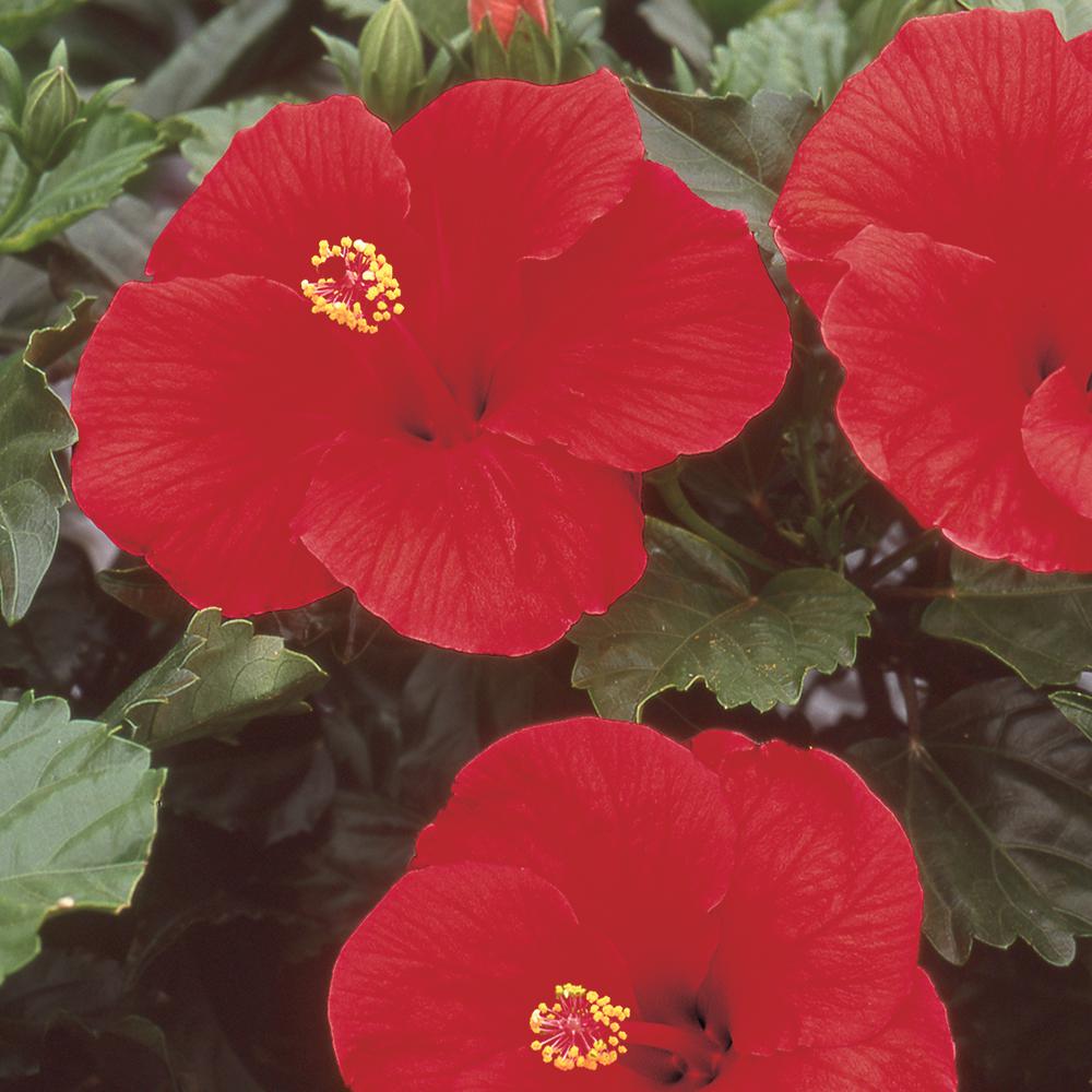 1 Gal Red Braided Hibiscus Tropical Plant 7 91466 The Home Depot