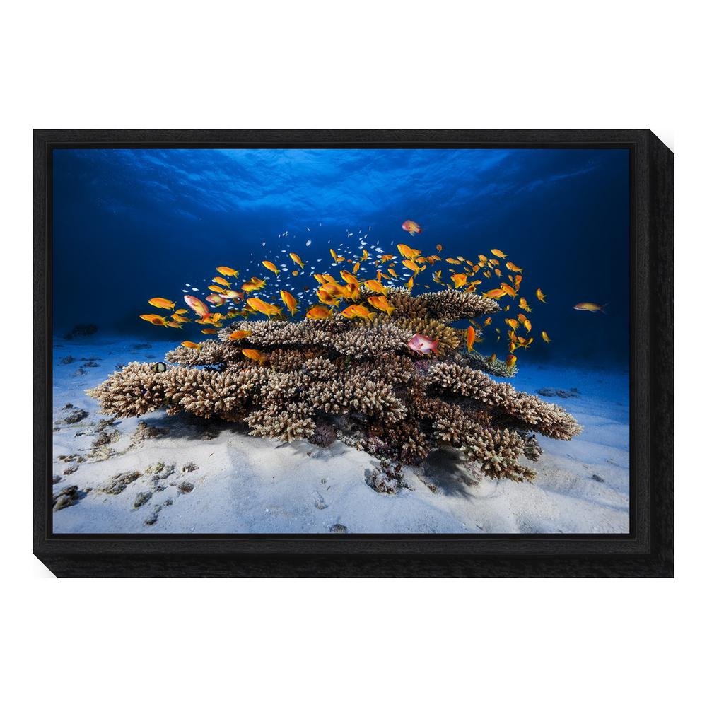 Amanti Art Marine Life By Barathieu Gabriel Framed Canvas Wall Amanti Art Marine Life By Barathieu Gabriel Framed Canvas