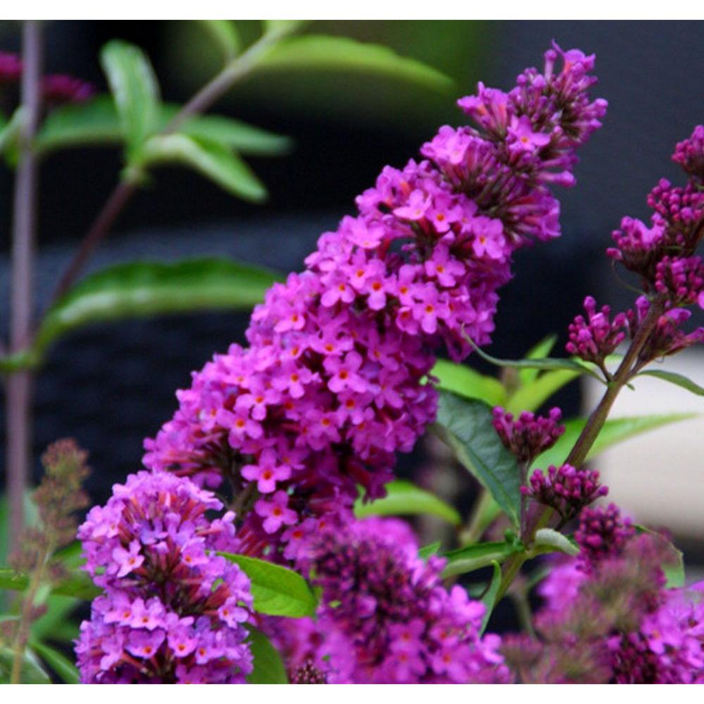 Butterfly BushBUTERFLY The Home Depot