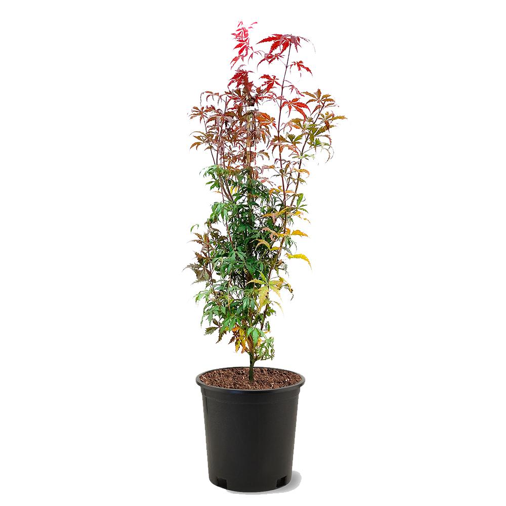 3 Pot Bloodgood Red Japanese Maple Tree Mapjap03g The Home Depot