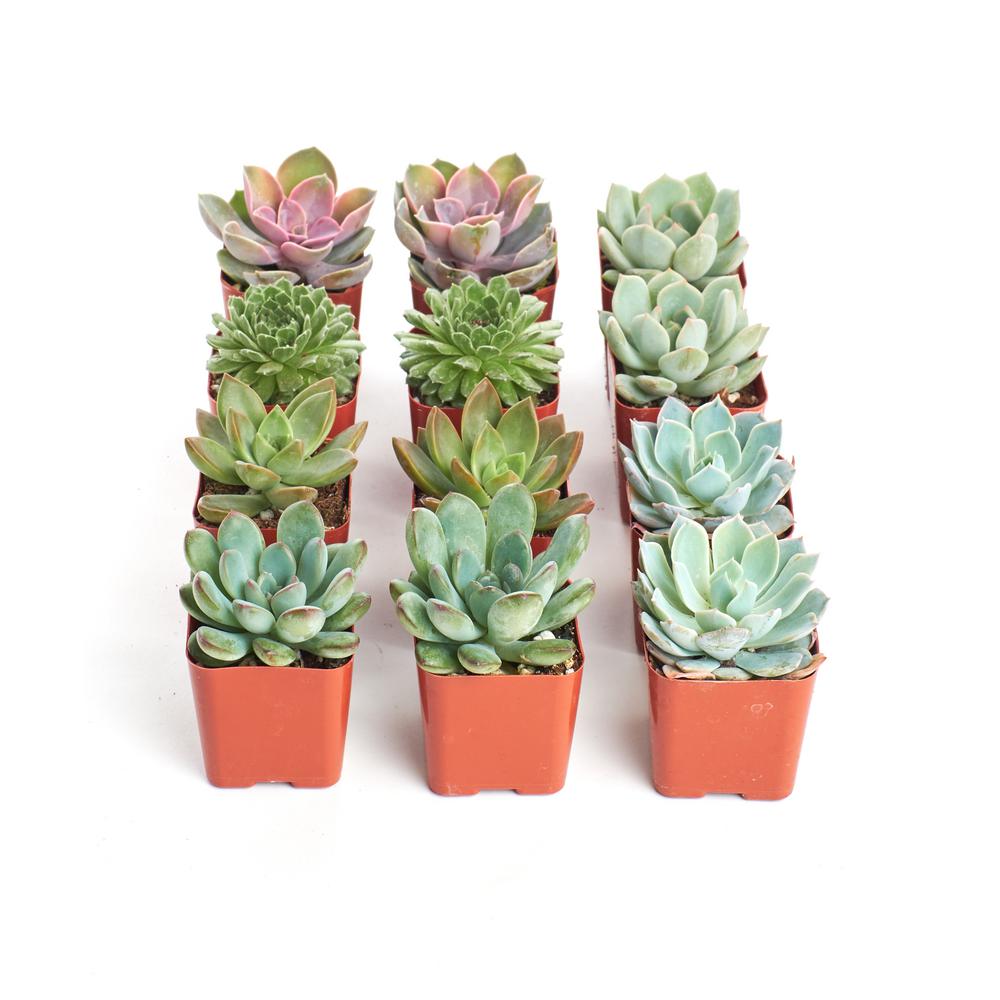 2 In Rosette Succulent Collection Of 12 R12 The Home Depot 6808