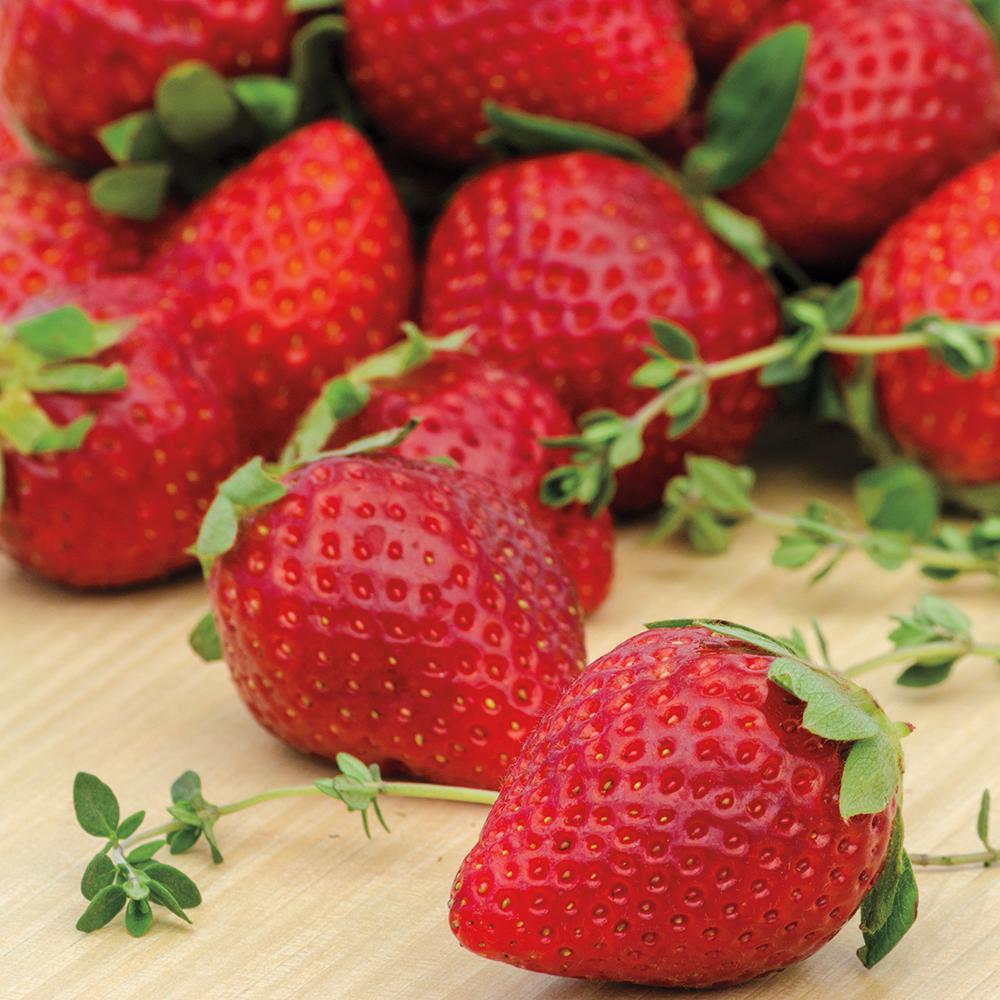 Honey sweet BARE ROOT PLANTS 10 OZARK BEAUTY EVERBEARING STRAWBERRIES