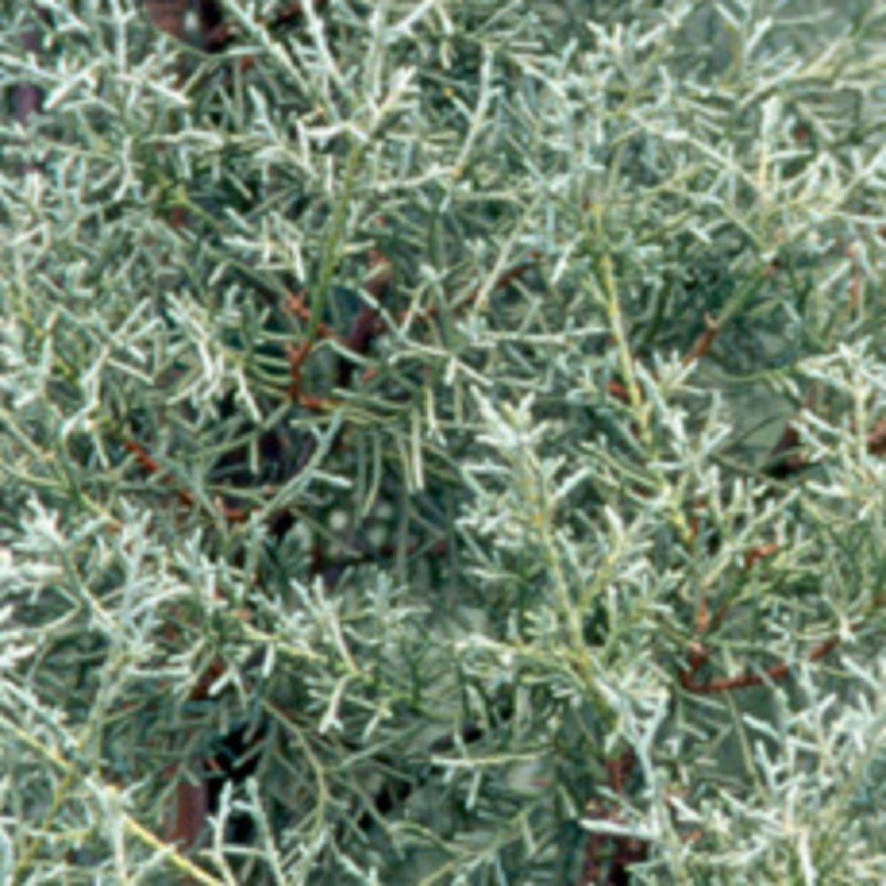7 0 To 10 F Cypress Tree Trees Bushes The Home Depot Carolina Shire Cypress Live Evergreen Tree Light Blue Green Foliage