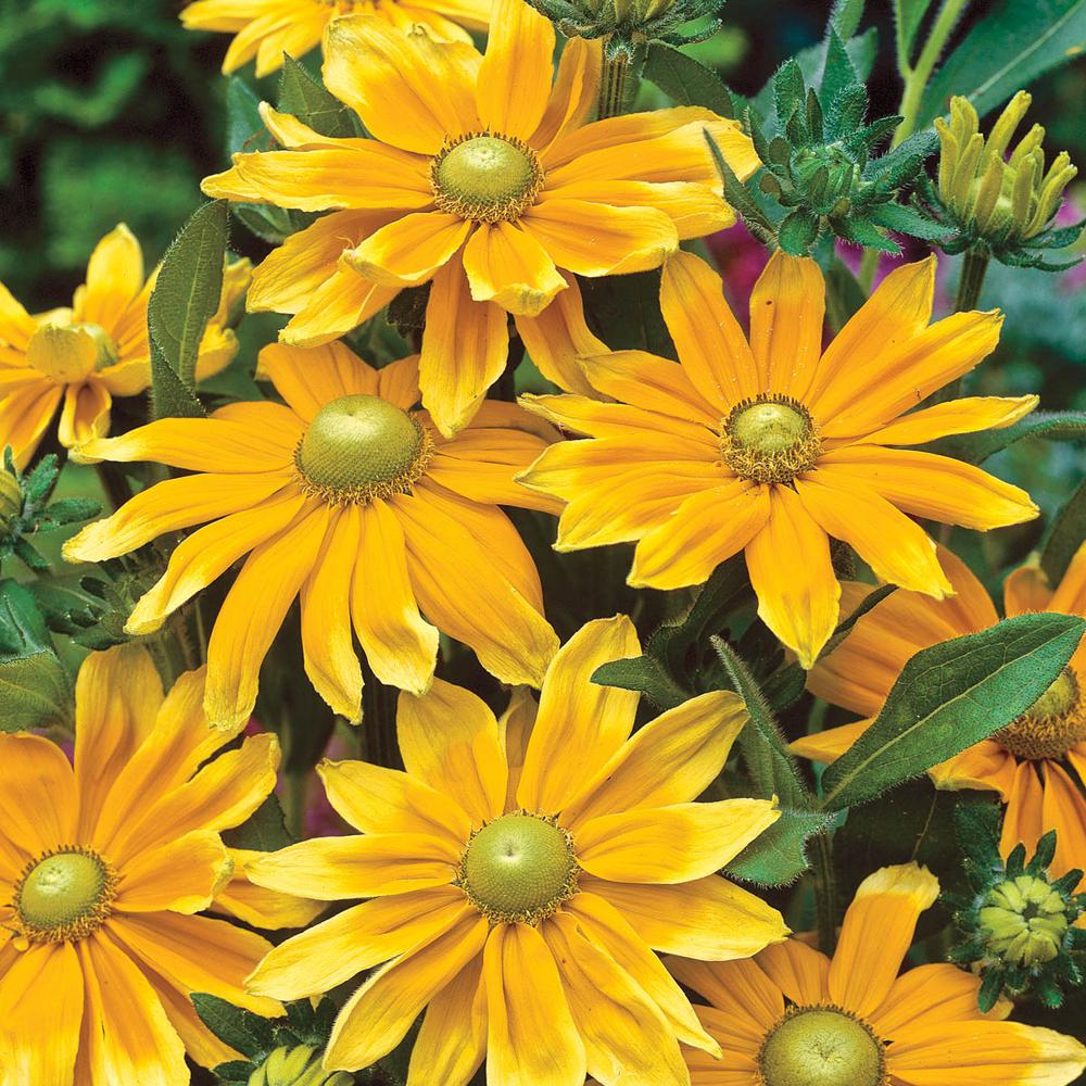 Spring Hill Nurseries 2 In Pot Yellow Flowers Prairie Sun Black