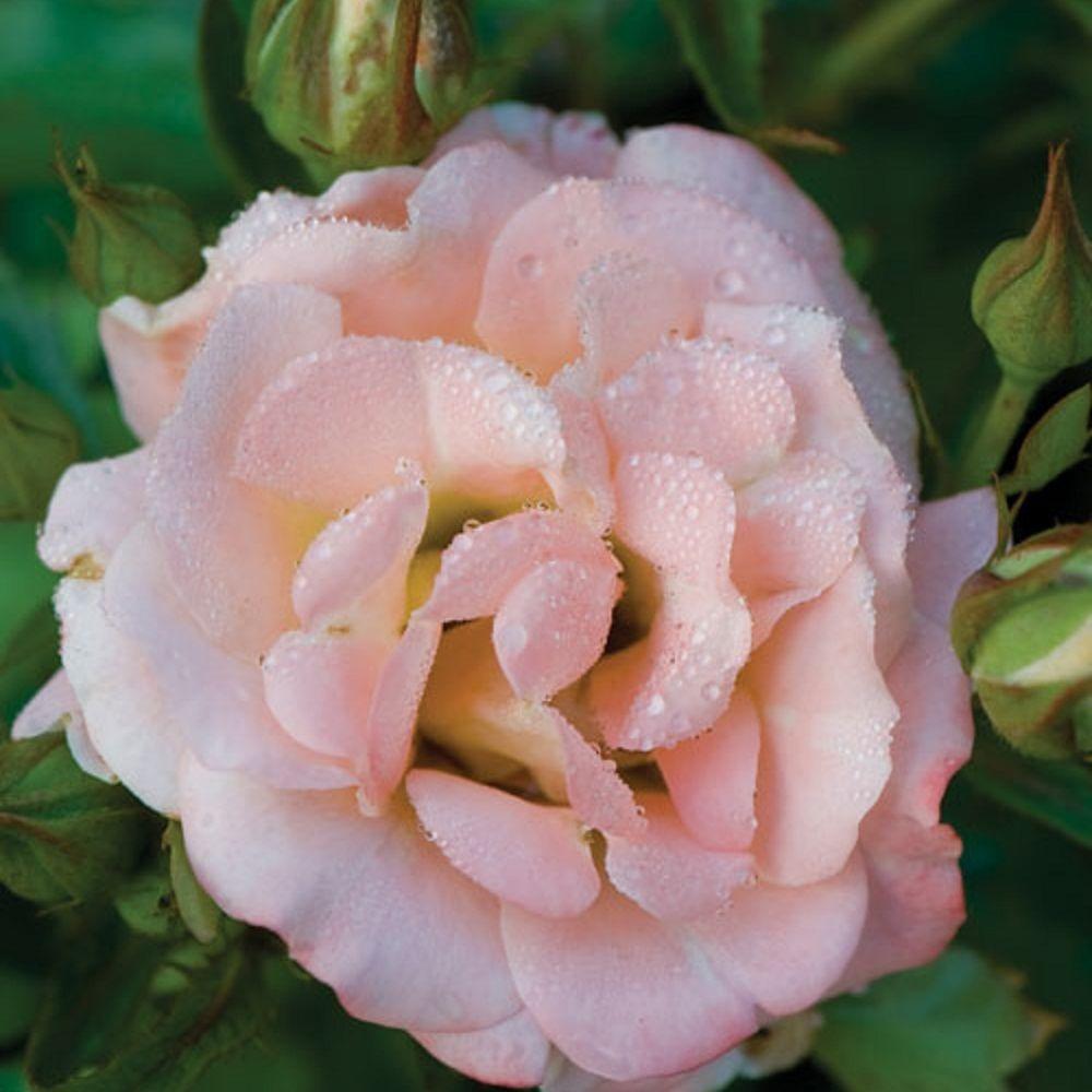 Drift 1 Gal. Peach Rose Live ReBlooming Groundcover Shrub62411