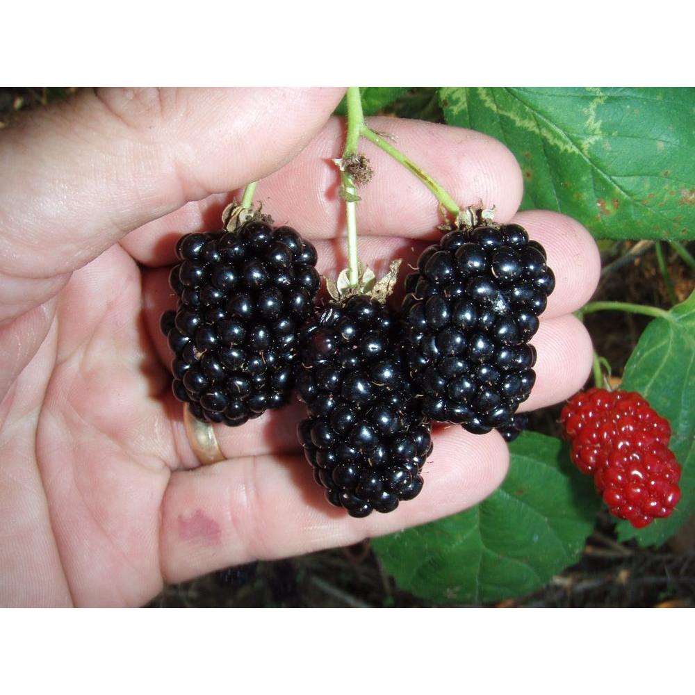 Sweet Berry Selections Natchez Thornless Blackberry Fruit ...
