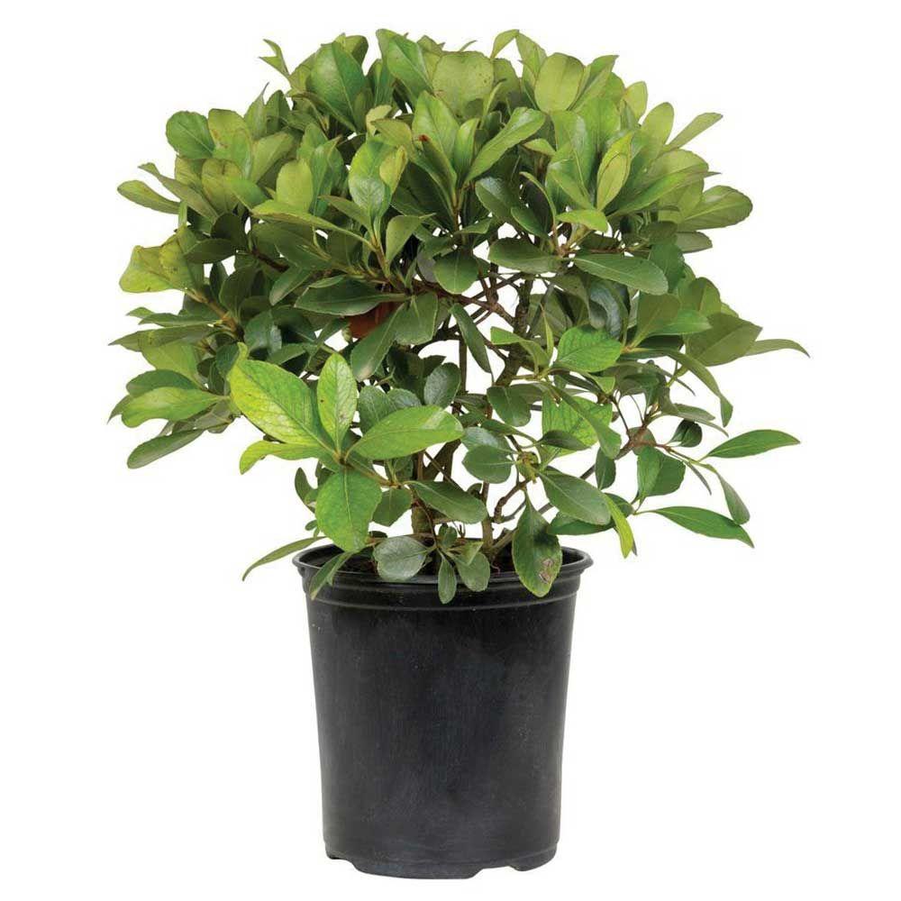 2.5 Qt. Snow White Indian Hawthorn, Live Evergreen Shrub ...