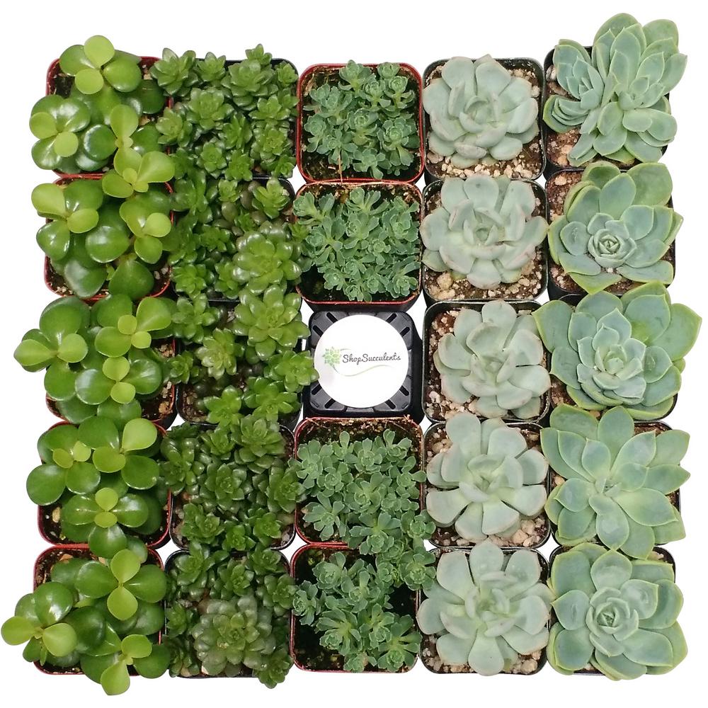 Succulents & Cactus Plants - Garden Plants & Flowers - The ...