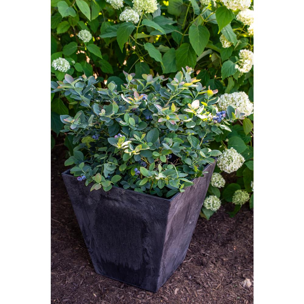 Cottage Farms Direct Bushel And Berry 3 5 In Pots Silver Dollar