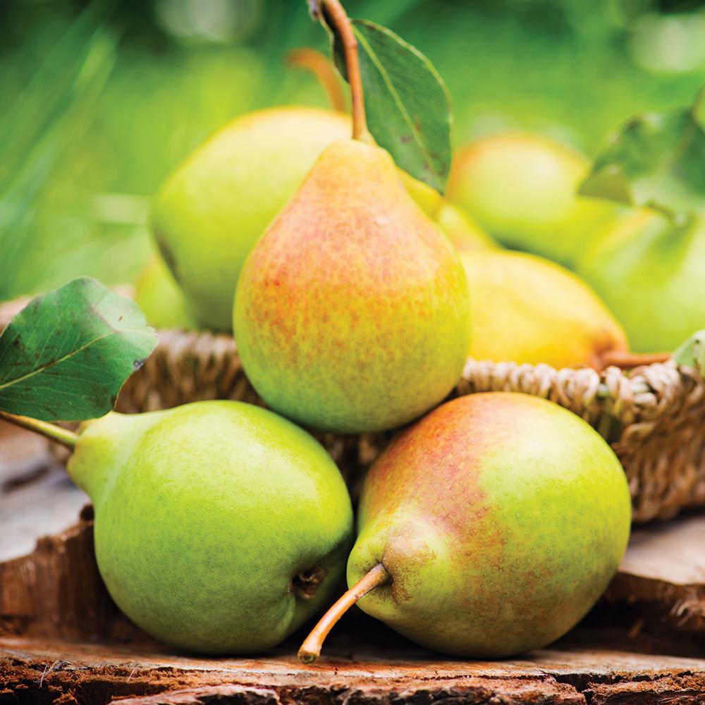 Van Zyverden Pear Tree Kieffer 1 Root Stock 83576 The Home Depot Van Zyverden Pear Tree Kieffer 1 Root Stock