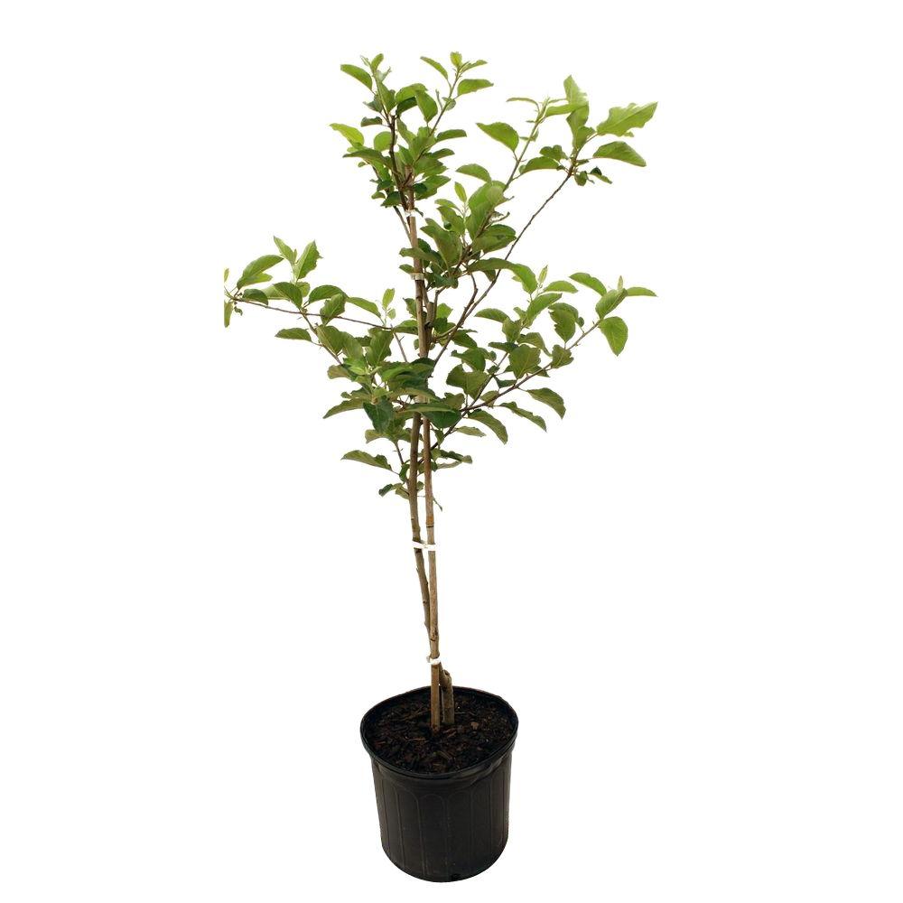Red Delicious Apple Tree APPRED05G The Home  Depot 