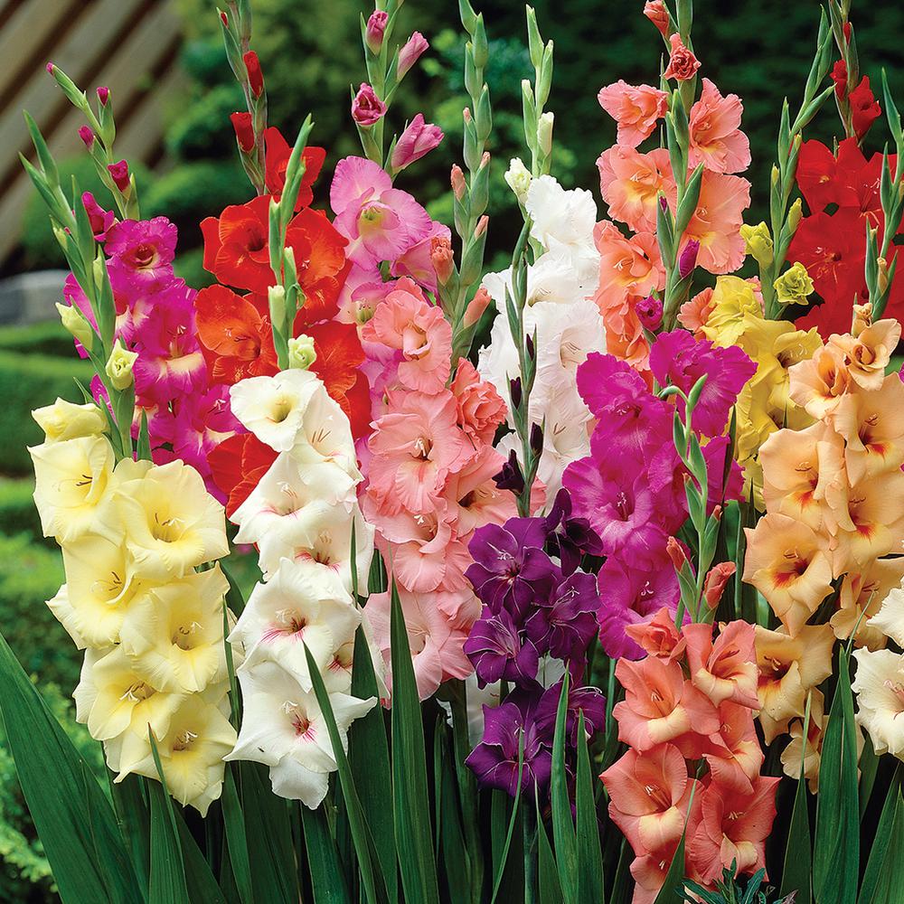 Van Zyverden Gladiolus Colossal Large Sized Flowering Rainbow Mixed ...