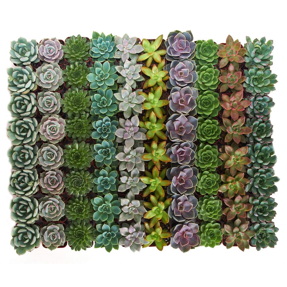 Shop Succulents 2 in. Rosette Succulent (Collection of 256)R256 The